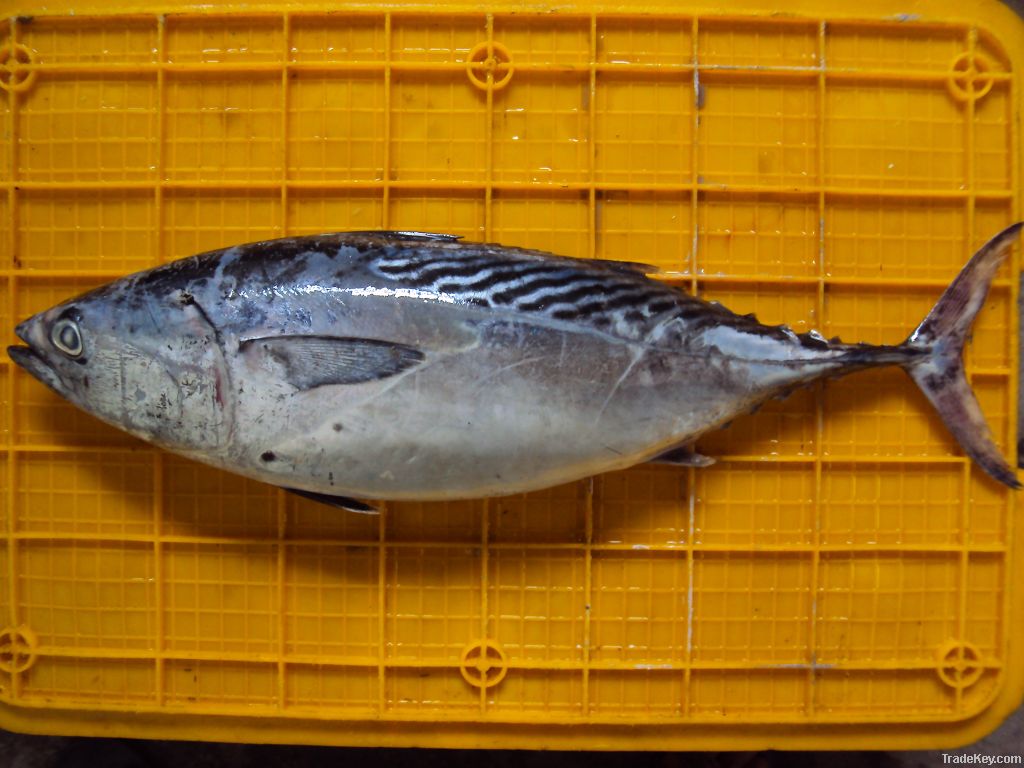 Bonito tuna