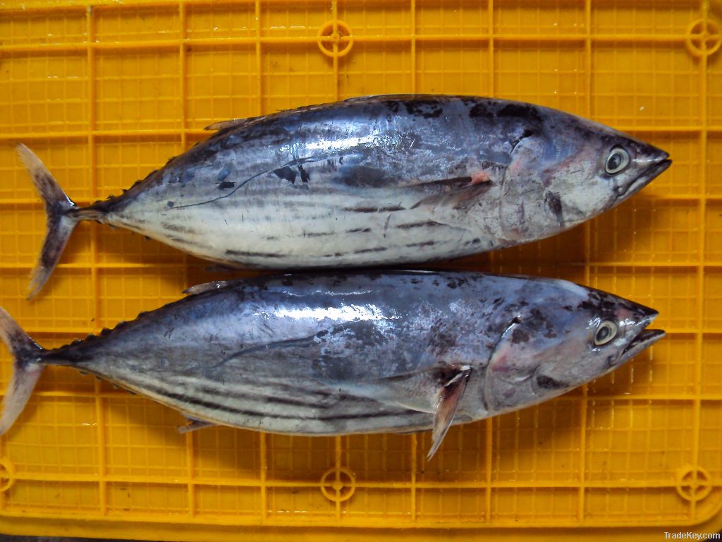 skipjacktuna