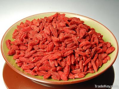 Goji berries/ lycium barbarum