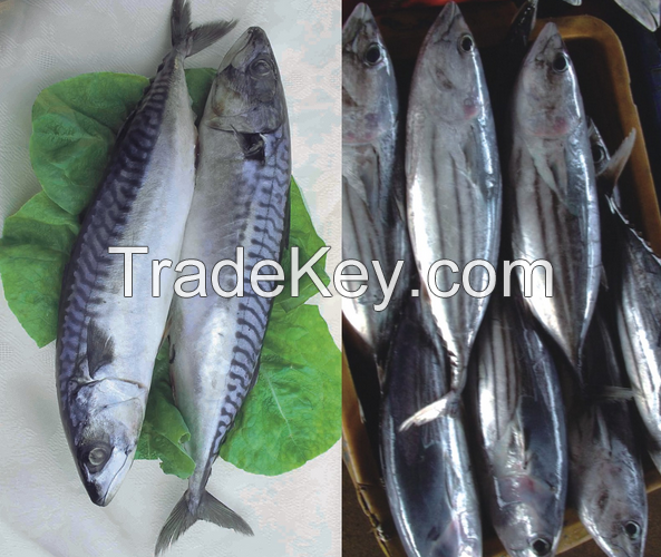 Canned sardine Mackerel