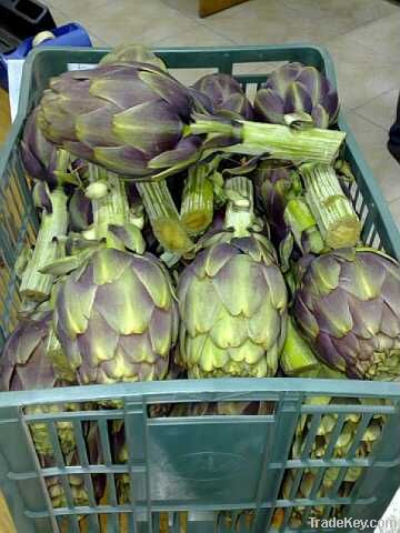 Fresh Artichoke