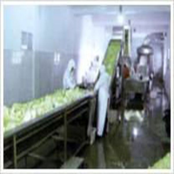 Hot Sale Industrial Vegetable Washer