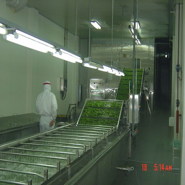 onion production line
