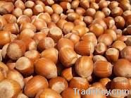 HAZEL NUTS