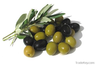 FRESH GREEN AND BLACK OLIVES FOR SALE