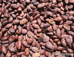 COCOA BEANS