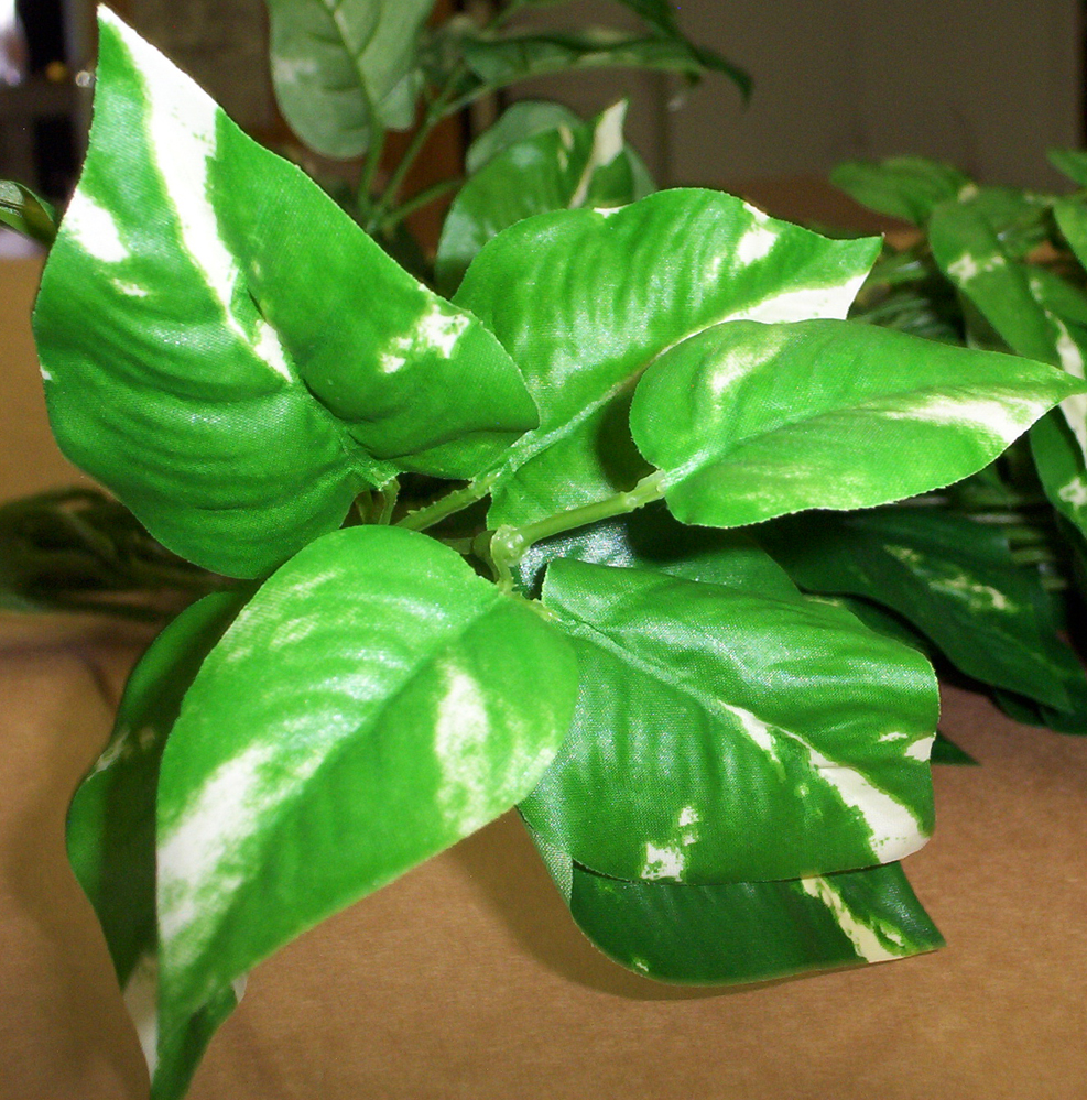 Pothos Greenery