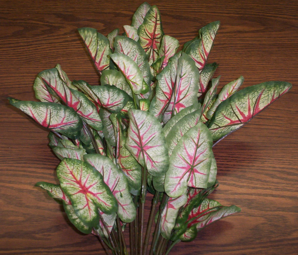 Caladium Bush