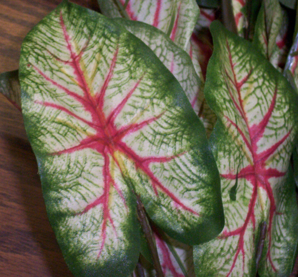 Caladium Bush