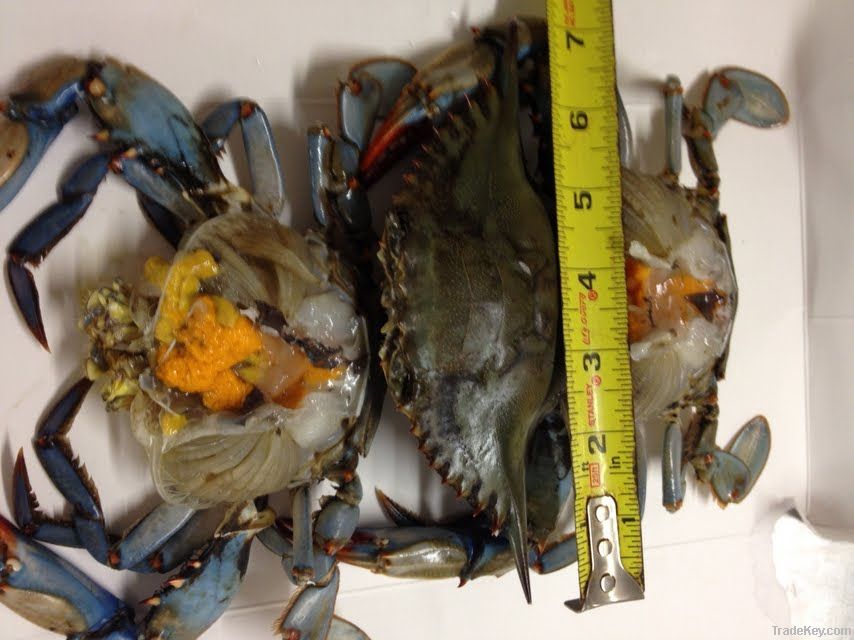 Female Blue Crab with 100% roe