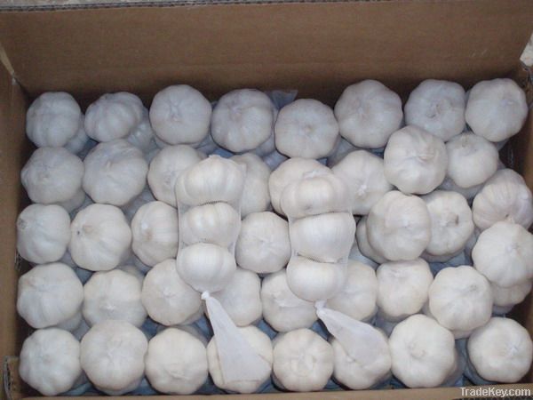 Supplying 2011 Top Quality Jinxiang Garlic