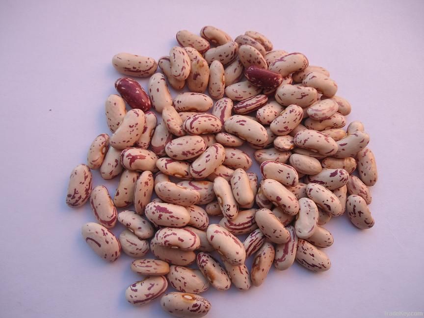 Light speckled kidney beans-long shape (2012 Crop)