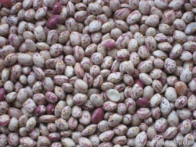 Light speckled kidney beans-round shape(2012 crop)