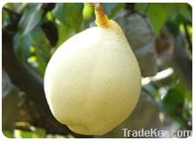 Asian Ya pear