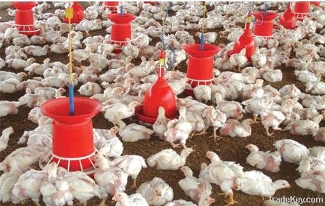 poultry equipment, poultry feederdrinker, livestock equipment