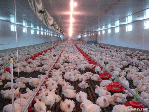 automatic chicken breeding feeders