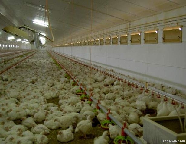 WorldPoultry - Night time cooling pad operation during extremely hot