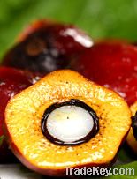 Palm Oil