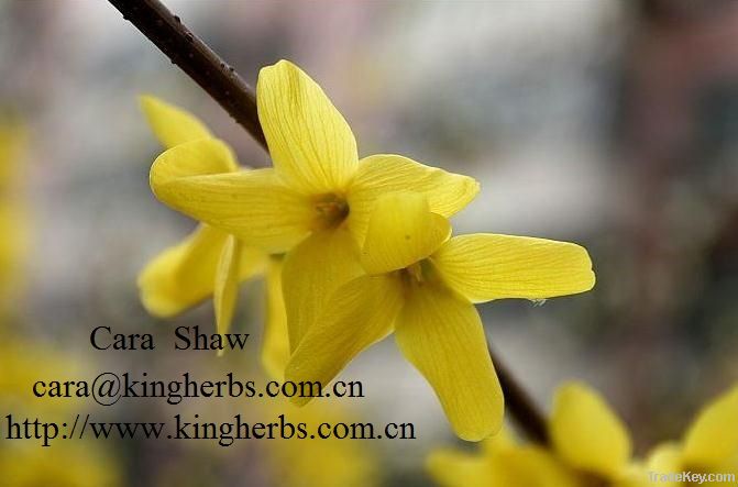 Kingherbs offer China Forsythia Extract