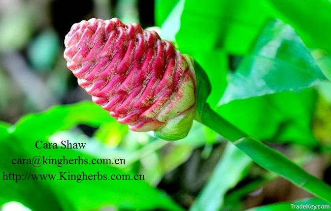 Zingiber Zerumbet Extract  Zerumbone