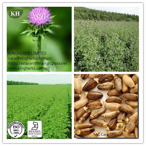 Milk thistle Seed Extract Silymarin 70%, 80%, Silybin 30%