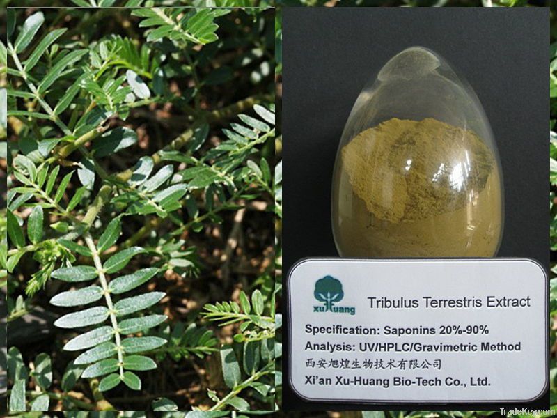 2013 hot selling ! Tribulus Terrestris Extract Saponins 20%--90%