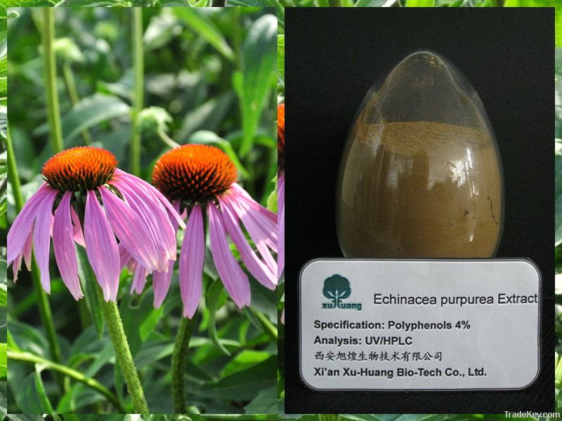 2013 hot selling ! Echinacea Extract Polyphenols 25  4%