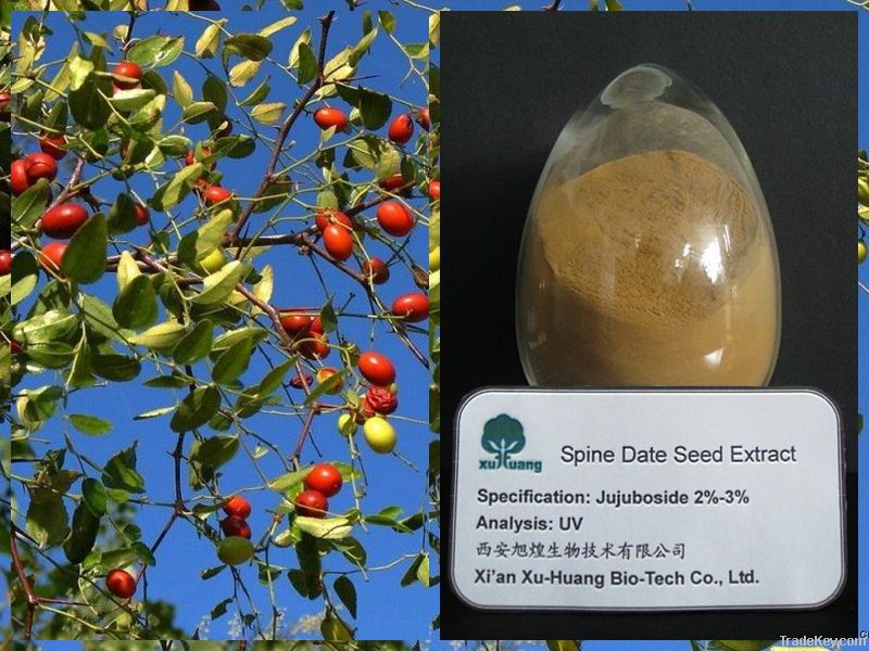 2013 hot selling ! Spine Date Seed Extract