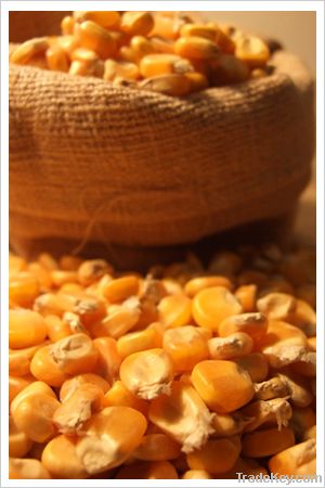 Maize | Maize Exporter | Corn Grain Seller | Maize Buyer | Bulk Maize Grain Importer | Corn bean Buyer | Corn bean Wholesaler | Corn Grain Manufacturer | Best Quality Corn Grain | Cheap Maize Supplier | Low Price Corn | Yellow Corn | White Cron | Baby Mai