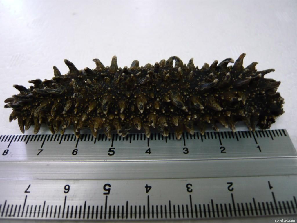 Dried Sea Cucumber 