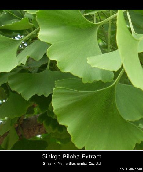 Ginkgo Biloba extract