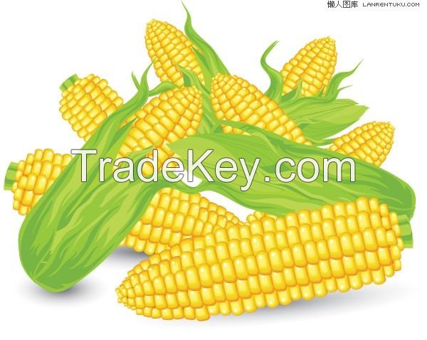 Yellow Corn / Maize / Agriculture Grains