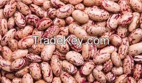 White, red speckled sugar beans kidney beans 