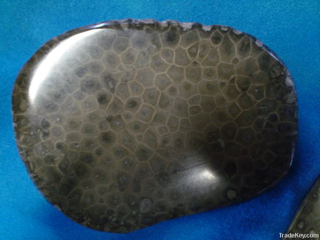 Petoskey Stone Slab