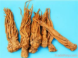 Angelica Extract Ligustilide 1%-1.5% ;Ferulic acid 0.1% in medicine