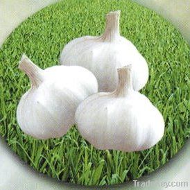 Normal White Fresh Garlic