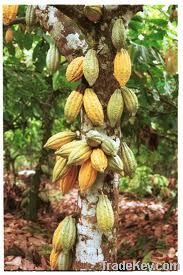 Cocoa Beans