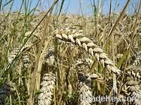 Wheat | Wheat exporter | Wheat distributor | Wheat wholesaler | Wheat supplier | Wheat importer |  Wheat |Wheat for sale | long grain Wheat exporter | buy Wheat online | Wheat for sale |  Wheat exporter | Wheat wholesaler | long grain Wheat buyer |  Wheat