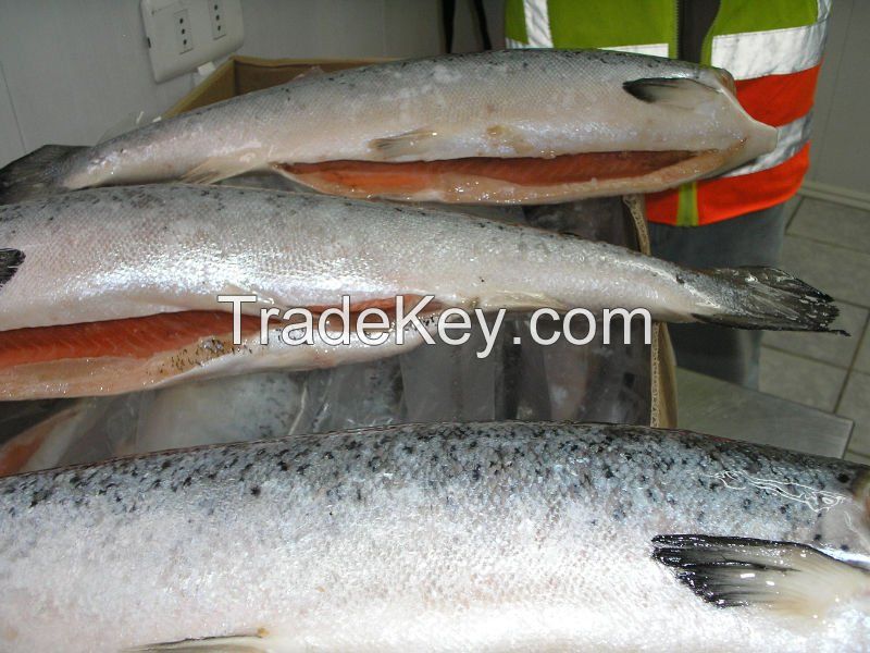 FROZEN MACKEREL FISH,SALMON FISH,ATLANTIC MACKEREL FISH