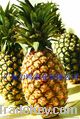 Sell Pineapple--Direct Origin