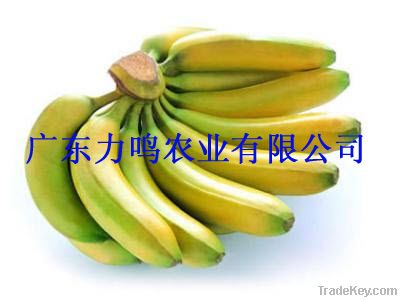 Sell Banana--Direct Origin