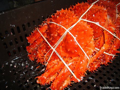 Red King Crab