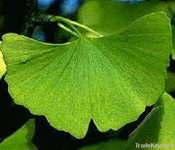 the biggest producer of Ginkgo Biloba Extract in China