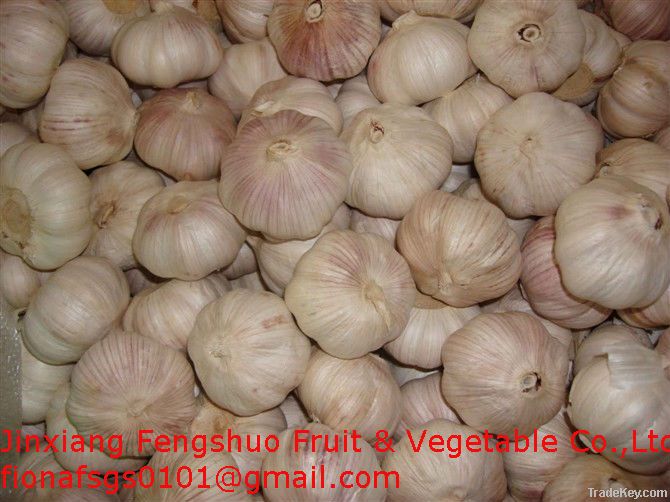 China garlic