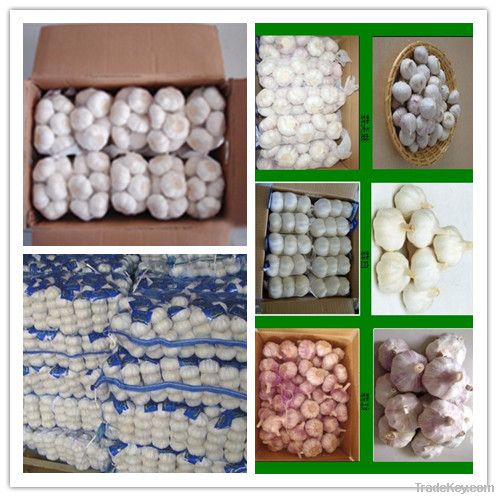 Jinxiang hots sale garlic