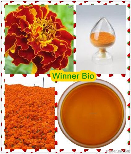 Natural marigold extract lutein