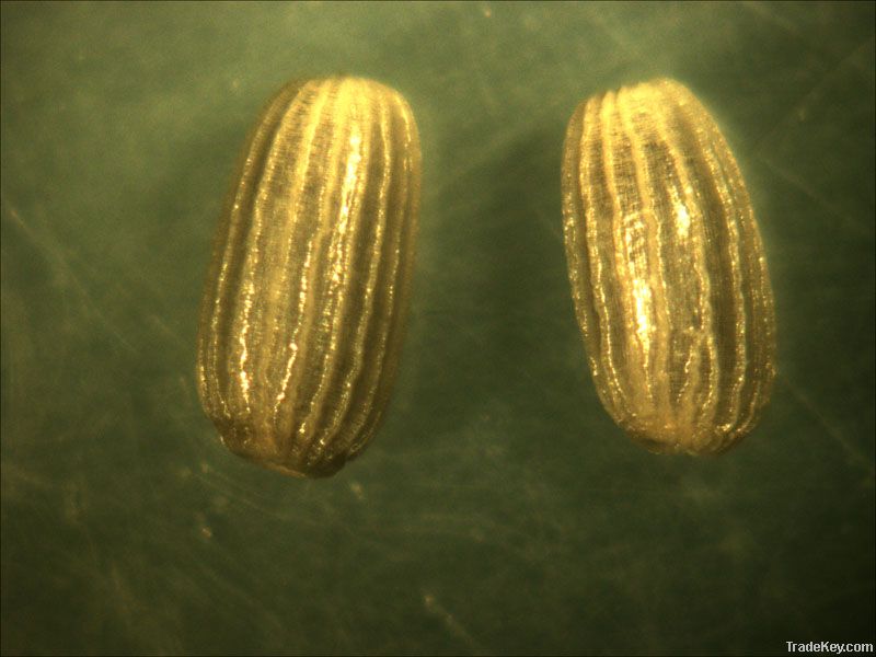 MARINA SEEDS-KENYA