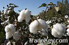 Cotton seed P.E