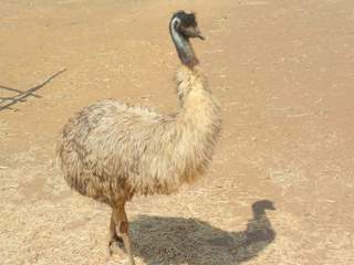 EMU Bird Products