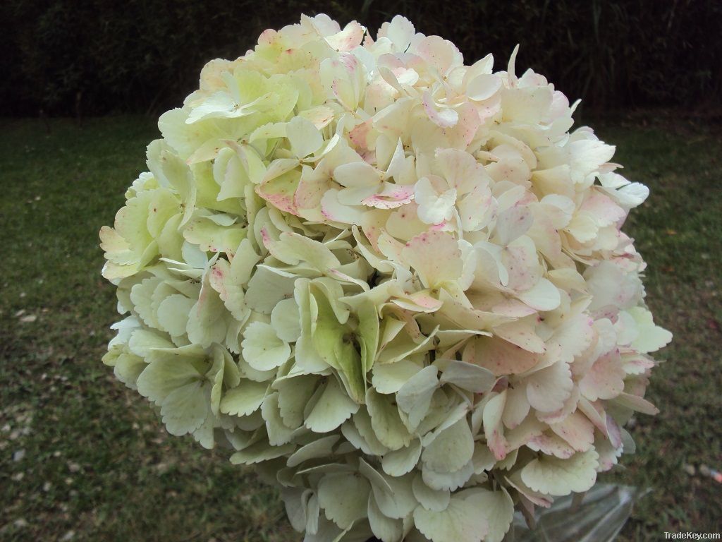 Antique hydrangeas